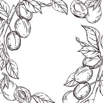 frame of ripe plums on a branch with leaves, halves of plums with seeds. All objects are hand-drawn in ink. The illustration is perfect for printing on the packaging of products for the kitchen vector