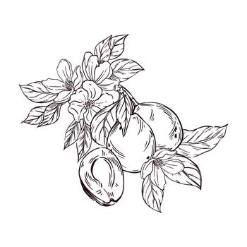 Plums and prunes with leaves and flowers of the tree, all objects are hand-drawn with ink and translated into . The illustration is perfect for printing on fabric, paper, utensils food packaging vector