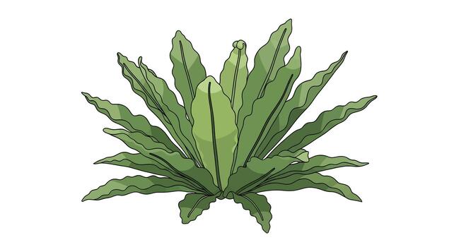 illustration of a lush green Bird's Nest Fern with wavy fronds, isolated on a white background for botanical design vector