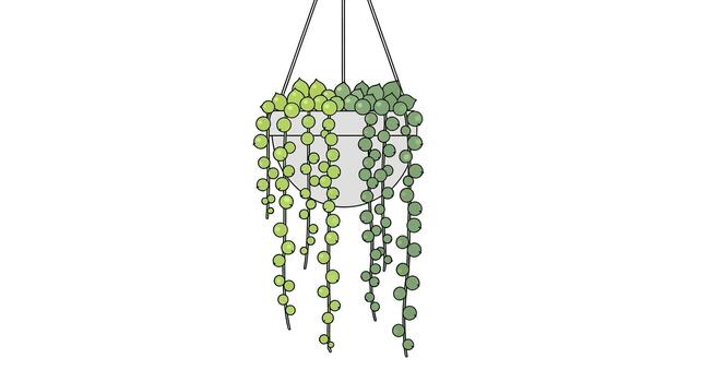 Minimalist line art illustration of a trailing string of beads succulent in a hanging pot, isolated on a white background vector