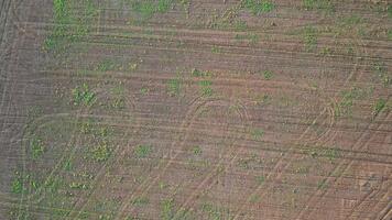 aéreo Visão do marcas de cultivo e cultivado campo dentro hemingfield video