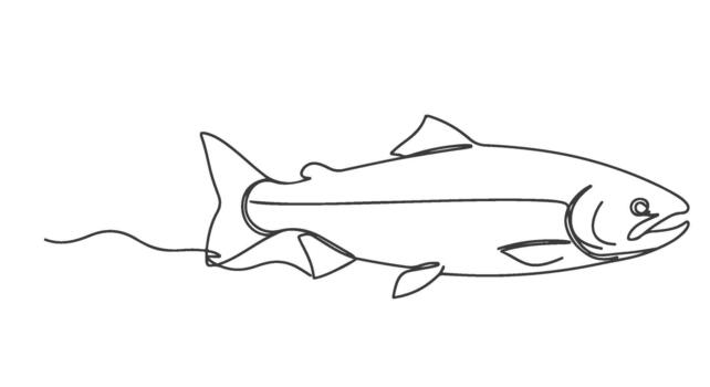 Single line continuous drawing of a salmon fish, artistic outline in black, perfect for design and f vector