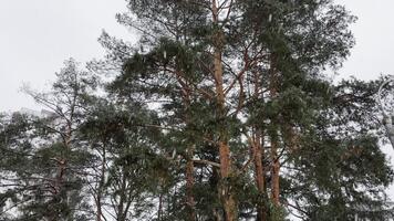 Snow falling on tall pine trees during a cloudy winter day. The view from below, green branches video