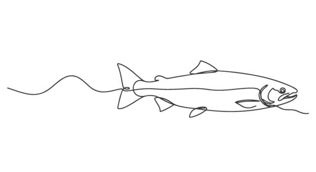 Continuous single line drawing of a salmon fish swimming, minimalist illustration, clean and simple design for aquatic themes vector