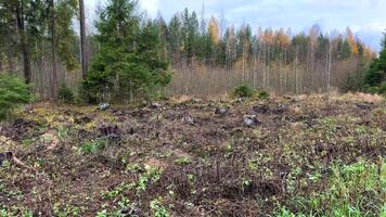 en stor entydig område med talrik träd stubbar i de förgrund, gränsar en blandad skog i sent höst med gulning lövfällande träd. representerar skogsbruk, avskogning, och regeneration. video