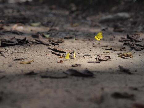 small, bright yellow butterfly is captured mid-flight or just taking off from the dusty forest floor, which is scattered with dead leaves and illuminated by a shaft of sunlight. photo