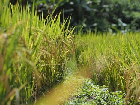 close-up, low-angle view of a narrow, grassy path cutting through lush green and ripening golden rice stalks in a paddy field, with a soft-focus background of dense foliage. photo