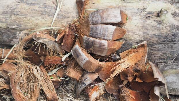 close-up view of a pile of discarded, dry brown coconut husks and fibers, resting against a weathered, gray wooden log or surface. photo