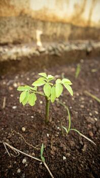 Young katuk plant growing fresh in fertile soil photo