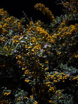 Yellow rowan branches on a tree at night, common rowan, trees at night in summer photo