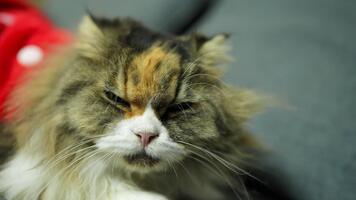 Curious fluffy domestic cat with mix of orange, black, and white fur, displaying grumpy expression while resting on soft surface, showcasing its unique charm and personality video