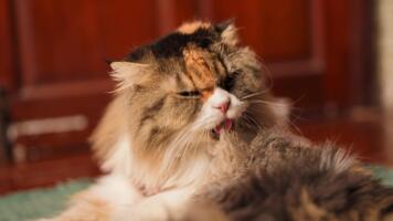 fluffig inhemsk katt grooming sig i mysigt Hem, visa upp vibrerande päls färger och unik mönster, medan tillsats charm och värme till färgrik scen av avslappning och själv vård video