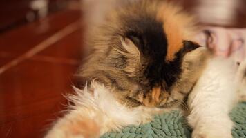 fluffig inhemsk kattdjur vilar mysigt på mjuk filt, visa upp skön päls och avslappnad uppträdande, skapande värma och inbjudande atmosfär med vibrerande färger och unik funktioner video