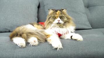 Fluffy cat lounging on gray sofa, showcasing relaxed demeanor with beautiful coat of mixed colors, striking features, and captivating yellow eyes, creating charming and serene atmosphere video