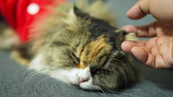 fluffig katt med färgrik täcka vilar på mjuk yta, njuter mild petting från hand, visas avslappnad och innehåll medan visa upp dess skön päls och fredlig uttryck video