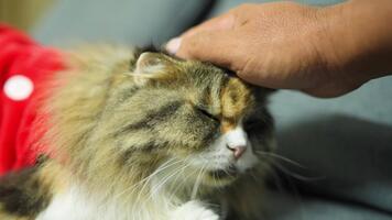 Fluffy Cat Enjoys Gentle Petting, Showcasing Affection and Tranquility, Relaxed and Content in Warm Domestic Atmosphere with Soft, Colorful Fur video