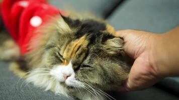 mullido felino en acogedor rojo atuendo disfruta amable caricias, exhibiendo relajado y contenido comportamiento en cariñoso atmósfera, creando calentar enlace Entre mascota y propietario video