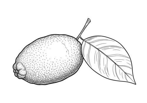 Classic still life of a whole lemon with a leaf is drawn in a detailed and realistic stippling style. vector