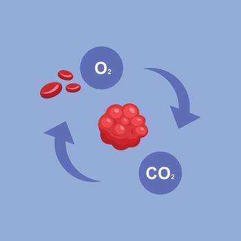 An educational illustration showing the exchange of oxygen and carbon dioxide within the respiratory system in a clean modern style. vector