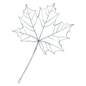 Maple leaf line hand-drawn sketch isolated on transparent background. vector