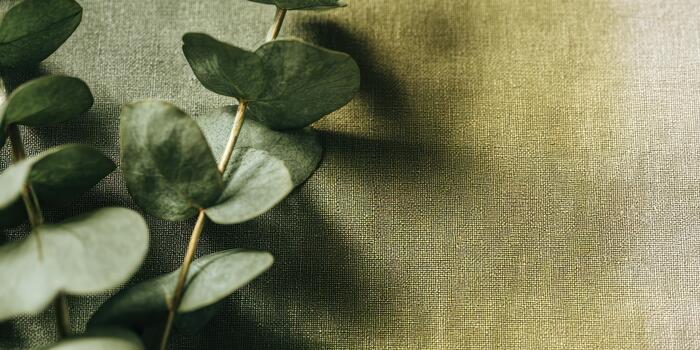 Eucalyptus leaves resting on textured fabric background photo