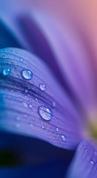 Closeup of a water droplet resting on a purple flower petal with a soft blurred background. A macro nature shot creating vertical abstract backdrop for beauty, spa, and spring themes with copy space photo