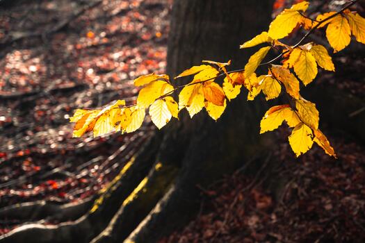 Sunlight shines on bright yellow leaves hanging from a branch in a forest. Brown leaves are scattered on the ground at the base of a large tree. The forest floor is in shadow. photo