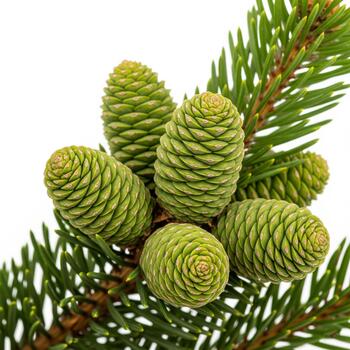 Young green pine cones, surrounded by sharp green needles on pine branch. Isolated background, highlights intricate spiral pattern and texture of cones. For themes of nature and organic product photo