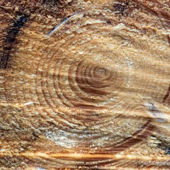 A close up of a tree trunk with a spiral pattern photo