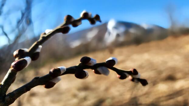 un rama con brotes en eso en frente de un montaña foto