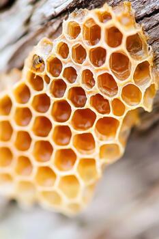 Intricate Hive Structure Showcasing Bustling Insect Activity in a Vibrant Glazed Formicaria photo