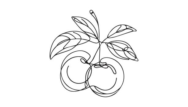 continuous line drawing of two apples on a branch vector