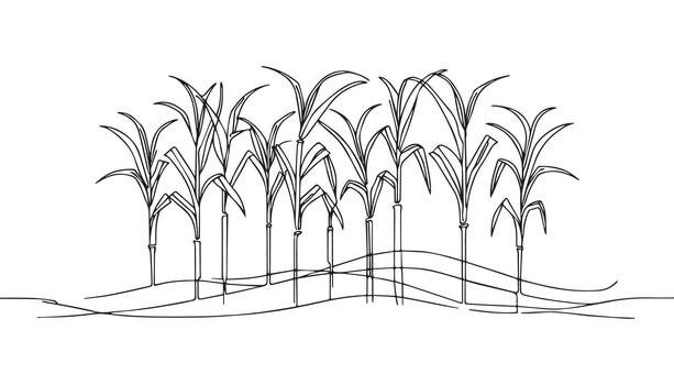 a drawing of a field of corn with a line drawing of the plants vector