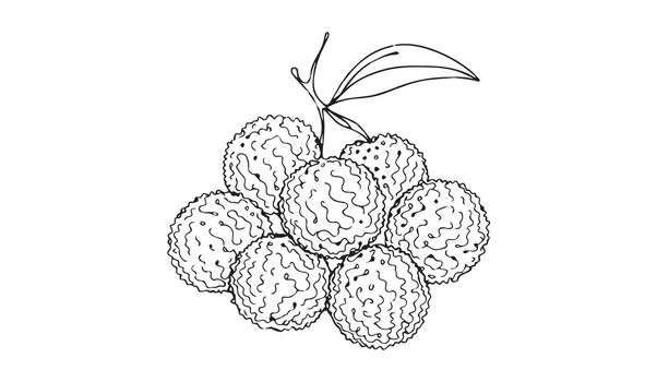 a continuous drawing of a bunch of limes vector