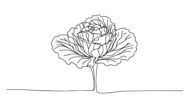 continuous line drawing of cabbage plant isolated on white background vector