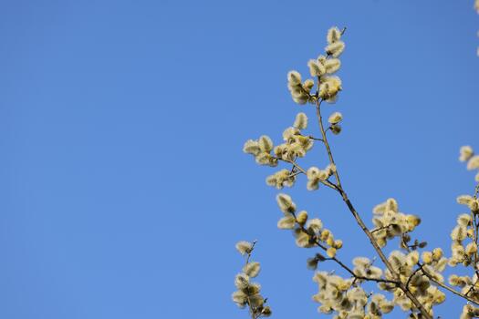 spring trees in blossom on blue sky clear background photo