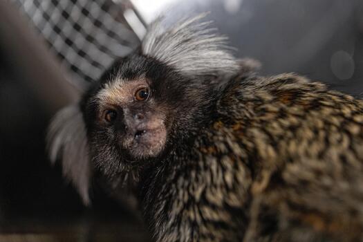 Marmoset exploring its environment while showing curious facial expression and unique fur pattern photo