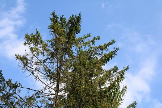 A tall tree with a blue sky in the background photo