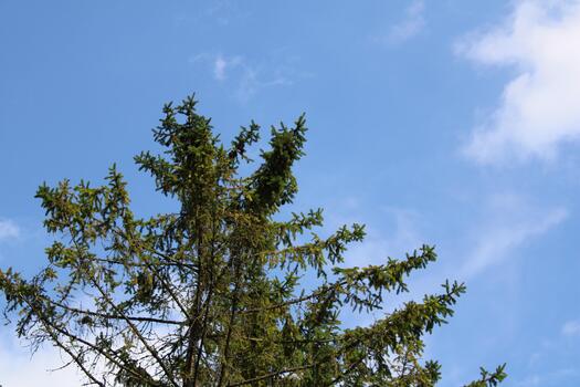 A tree with a blue sky in the background photo