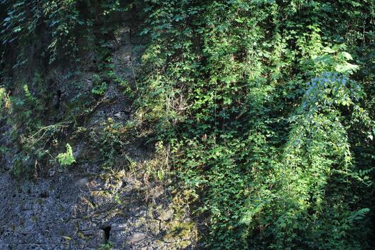 A large tree with a bench next to it photo