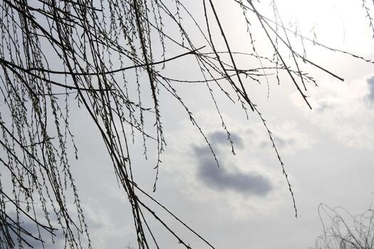 A tree with branches and leaves against a cloudy sky photo