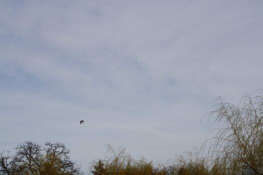 A kite flying in the sky with some trees photo
