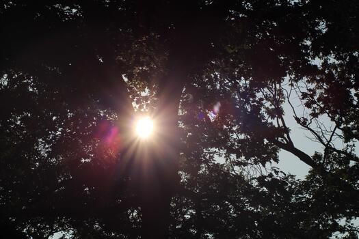 The sun shines through the trees in the background photo