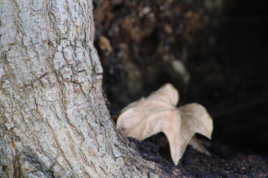 A leaf is sitting on a tree trunk photo