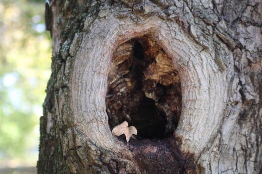 A hole in a tree photo