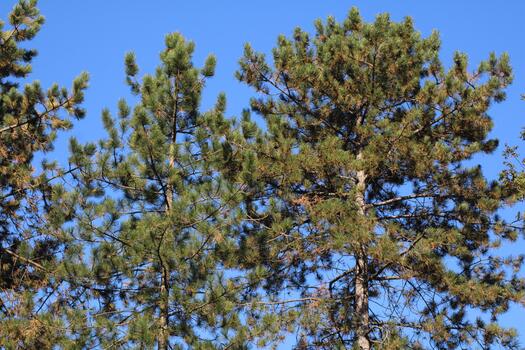 A large group of trees with a bird flying in the air photo