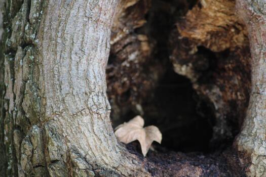 A small hole in a tree trunk photo