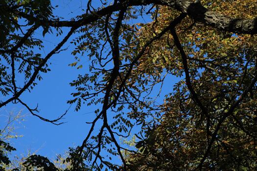 A tree with leaves and branches in the sky photo