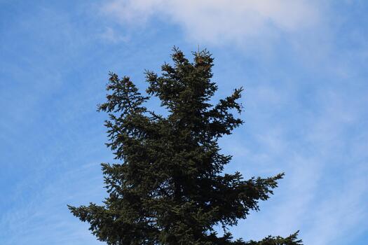 A large tree with a blue sky in the background photo