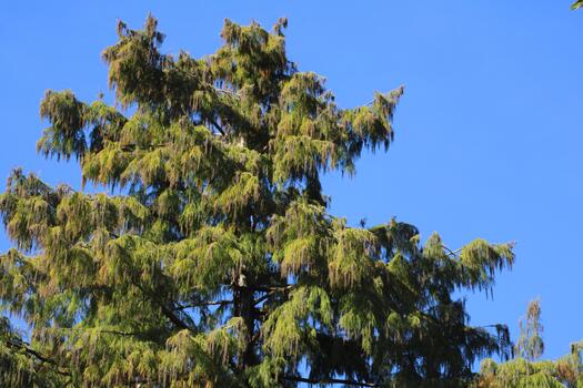 A large tree with many branches photo